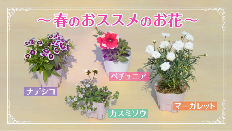 Howto 初心者でもできる基本の寄せ植えの作り方 春の寄せ植えにチャレンジしよう 動画あり コラムカテゴリー お役立ち コラム くらしメイド ｄｃｍ