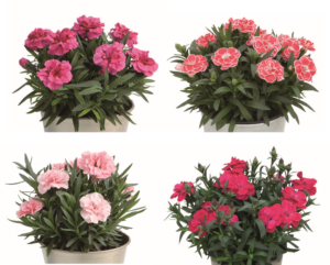 DCM　ポンポン咲くダイアンサス