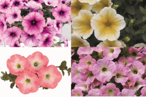 DCM　ポンポン咲くペチュニア