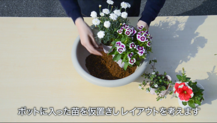 パルです。19☆これから次々に咲く☆可愛い寄せ植え☆初心者様向き 寄せ植え 初夏の寄せ植え お誕生日プレゼント 初夏の花 夏の花