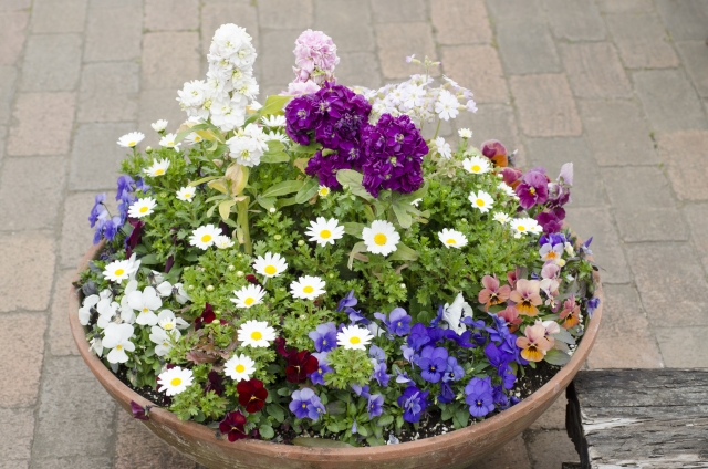 寄せ植え　花　問い合わせ