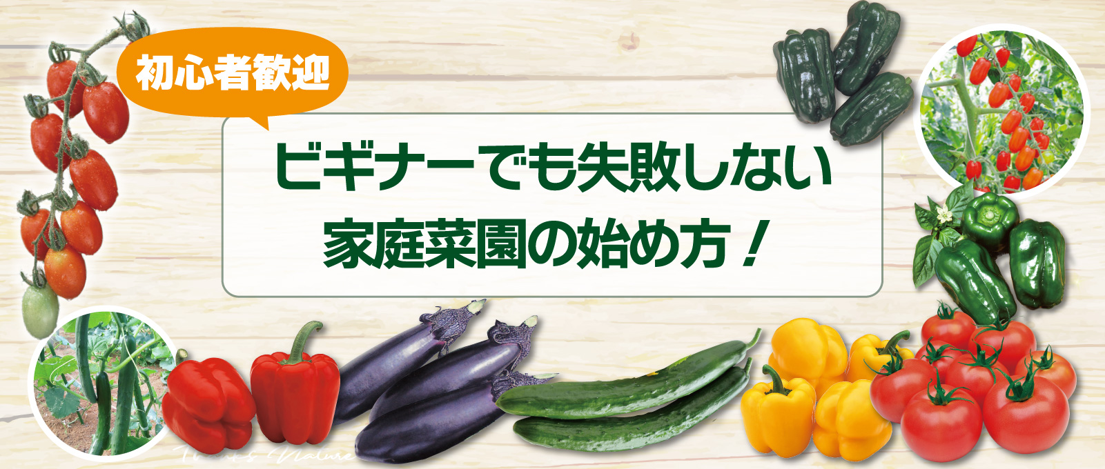 【初心者歓迎】ビギナーでも失敗しない家庭菜園の始め方!