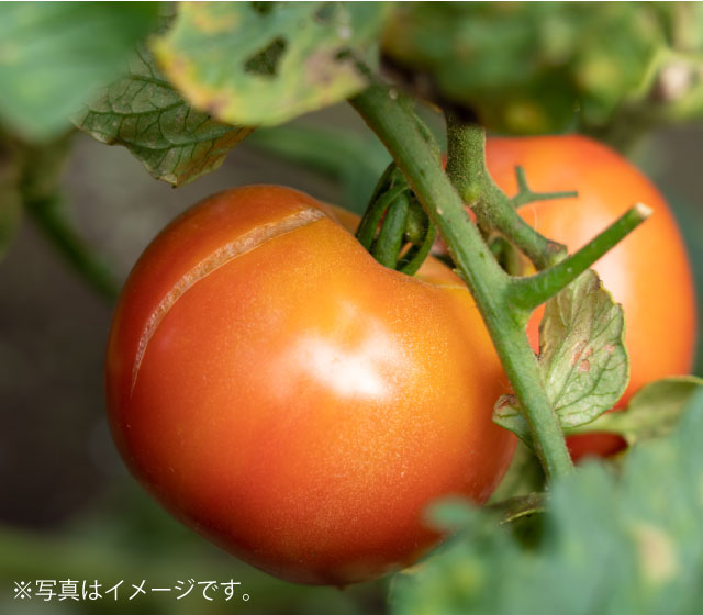 トマトの裂果（れっか）が起こる