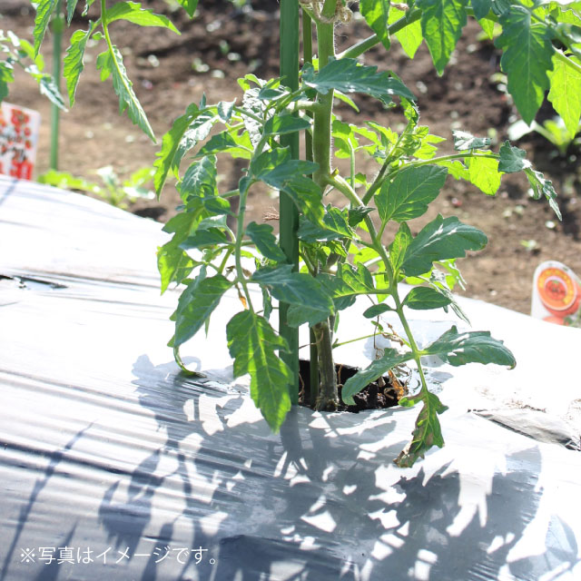 マルチング（泥よけ）を行う