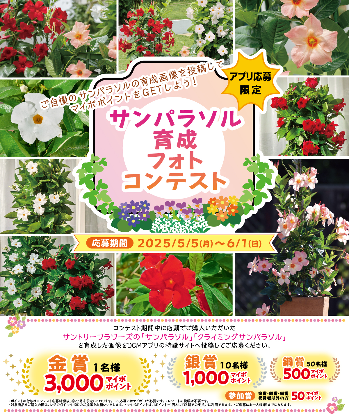 キャンペーン