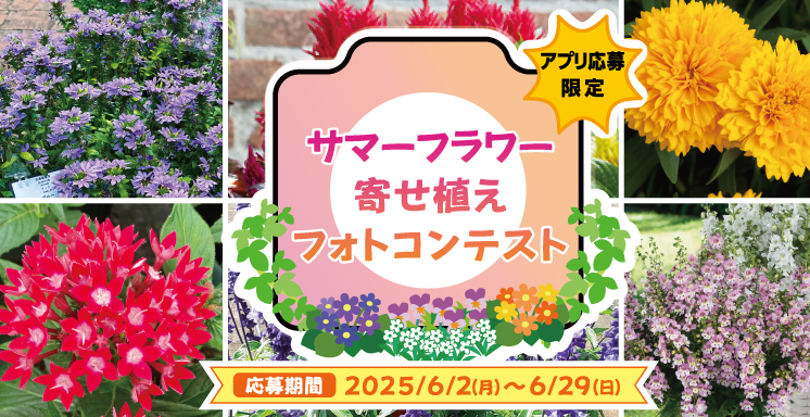 サマーフラワー寄せ植えフォトコンテスト【アプリ応募限定】