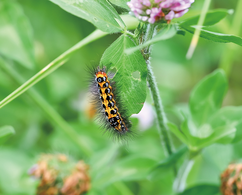 【快適生活ガイド】病害虫の駆除対策
