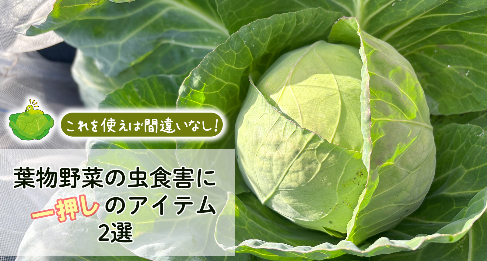 これを使えば間違いなし！葉物野菜の虫食害に一押しのアイテム2選