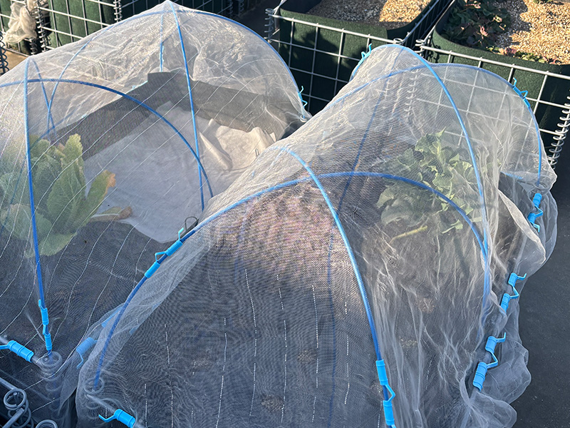 防虫ネットを張れば良い？