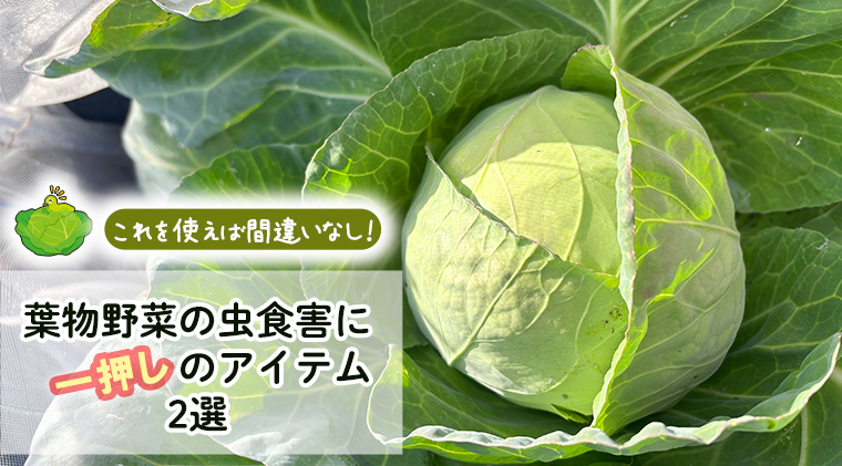 これを使えば間違いなし！葉物野菜の虫食害に一押しのアイテム2選