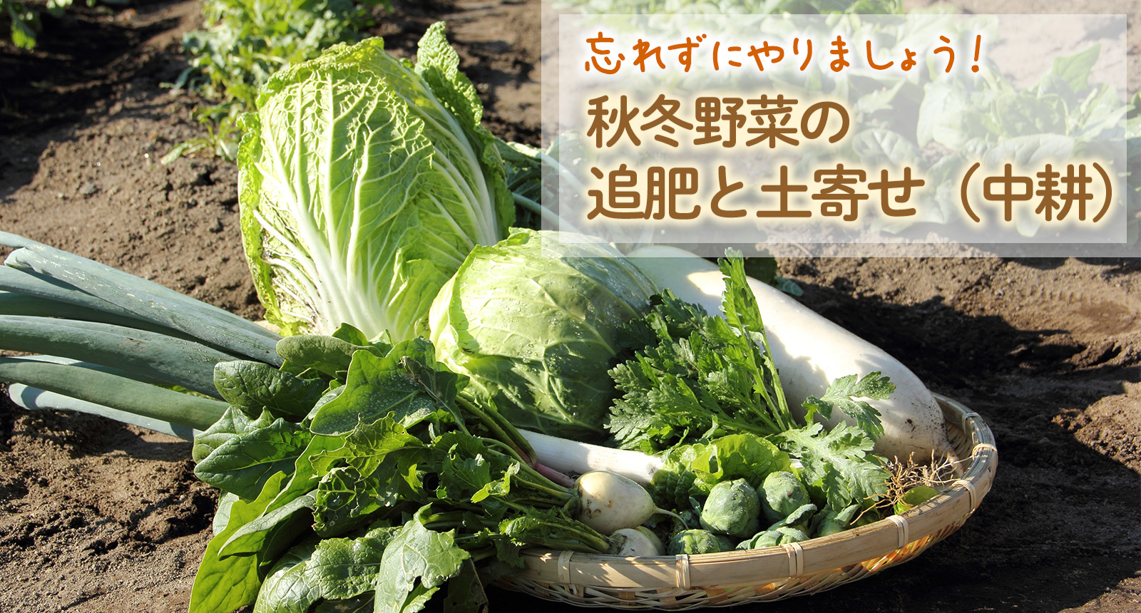 忘れずにやりましょう!秋冬野菜の「追肥」と「土寄せ(中耕)」