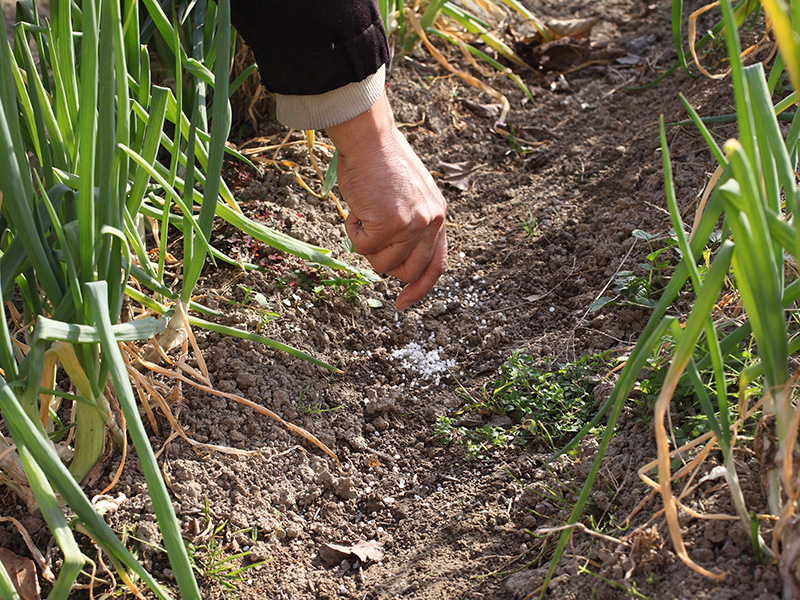 追肥:長く収穫するコツ