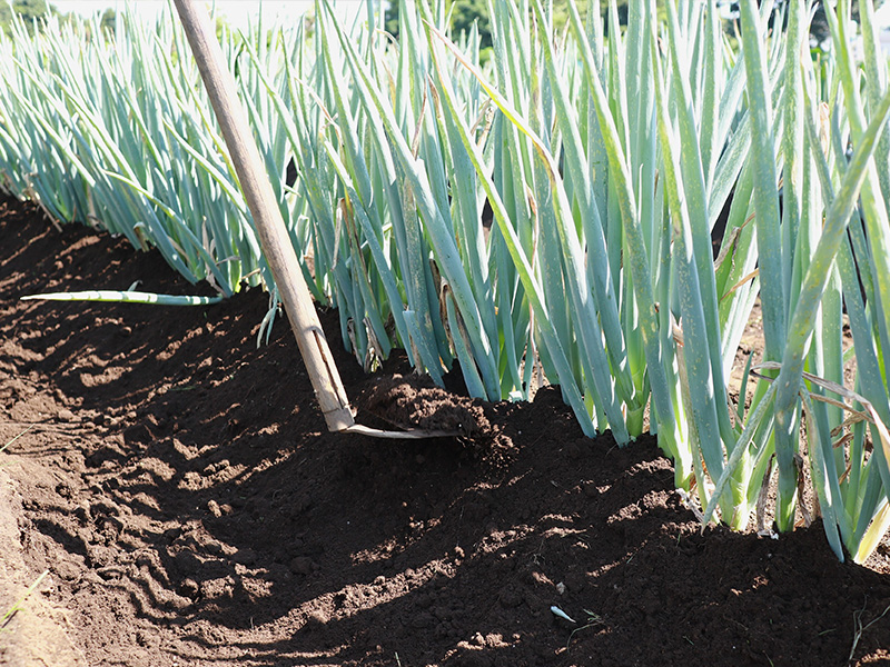 土寄せ(中耕):プランター栽培でも必要