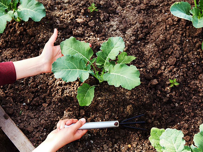 土寄せ(中耕):プランター栽培でも必要