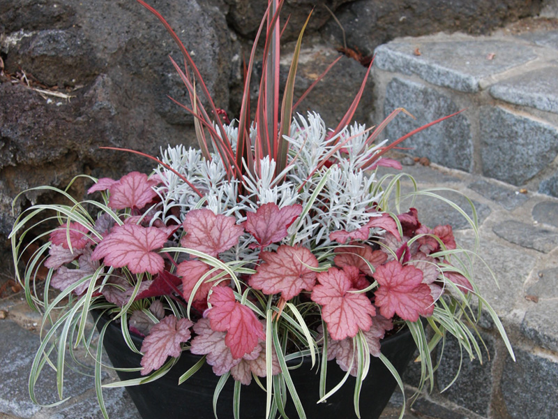 カラーリーフとは