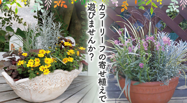 【初心者歓迎】カラーリーフの寄せ植えで遊びませんか？