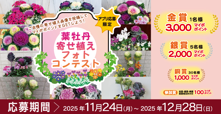 葉牡丹寄せ植えフォトコンテスト【アプリ応募限定】
