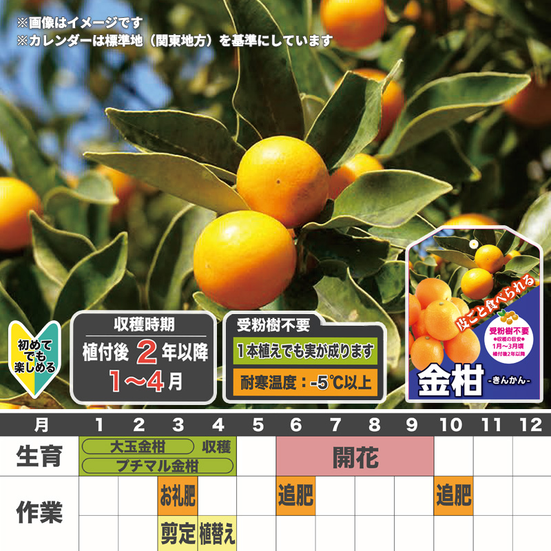 金柑