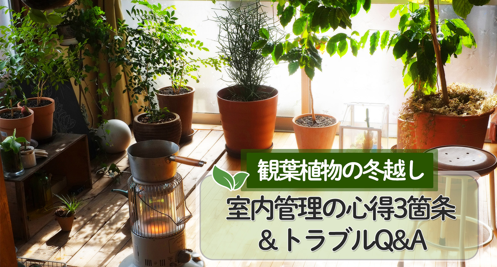 観葉植物の冬越し　室内管理の心得3箇条＆トラブルQ&A