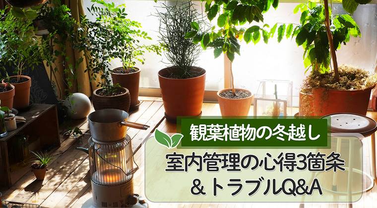 観葉植物の冬越し　室内管理の心得3箇条＆トラブルQ&A