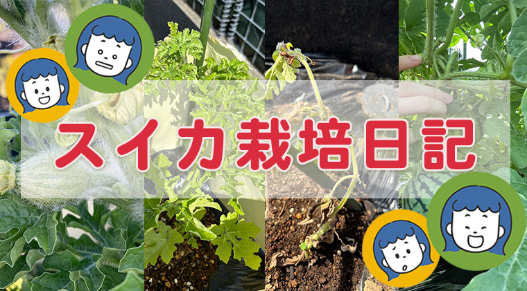スイカ栽培日記