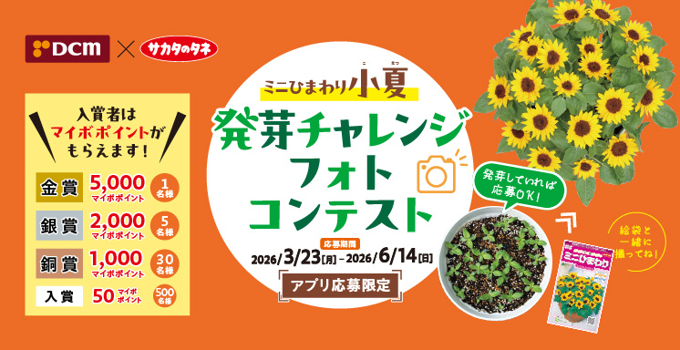 ミニひまわり小夏　発芽チャレンジフォトコンテスト【アプリ応募限定】