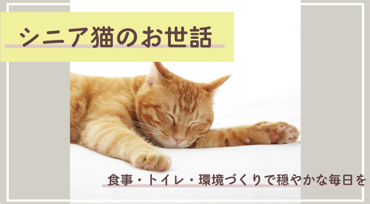 シニア猫のお世話｜食事・トイレ・環境づくりで穏やかな毎日を