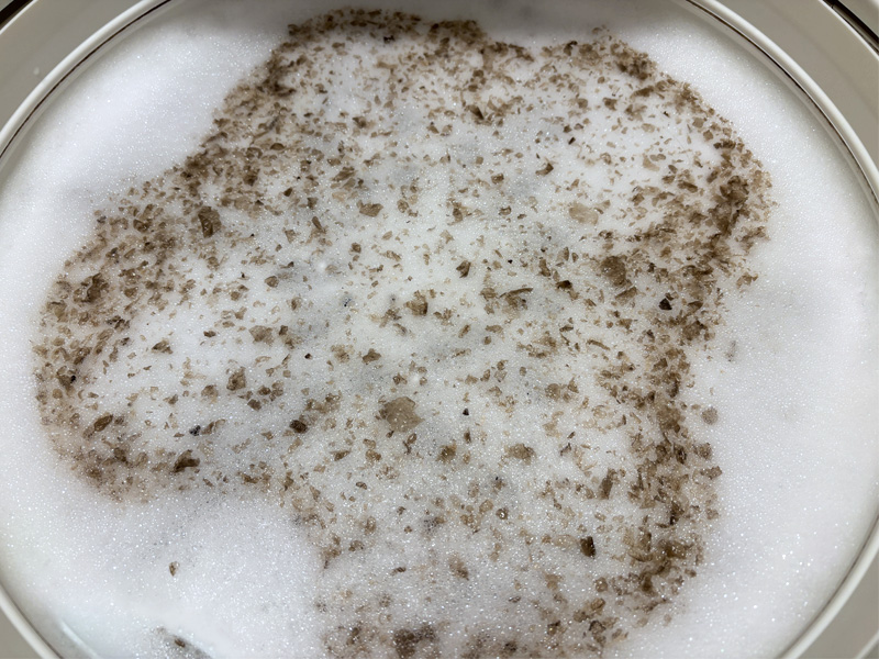 猫は何歳からシニア期？