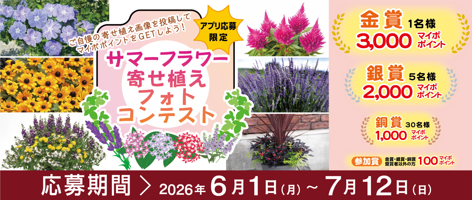 キャンペーン