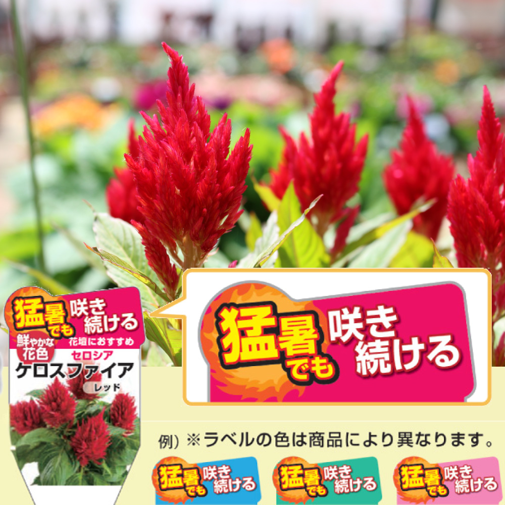 ラベルに注目