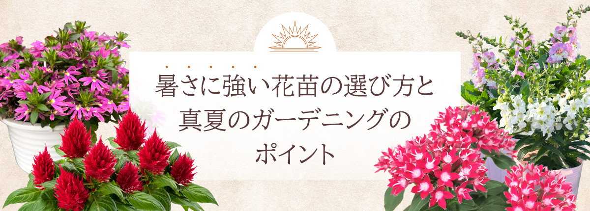 暑さに強い花苗の選び方と真夏のガーデニングのポイント