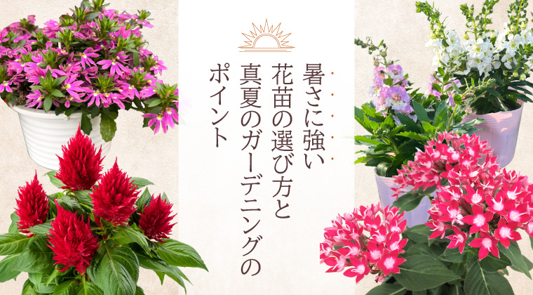 暑さに強い花苗の選び方と真夏のガーデニングのポイント