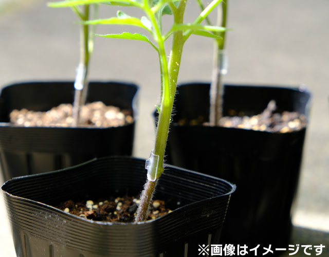 接木苗
