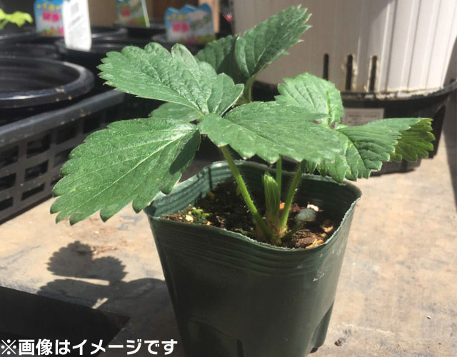 自根苗