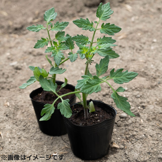 丈夫な苗の選び方