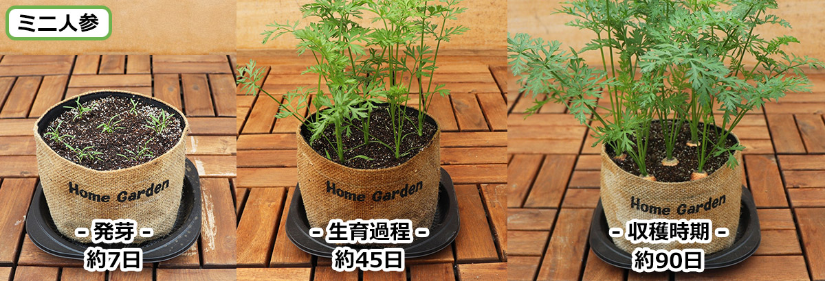 Dcm 超かんたん らくらく栽培セット 商品カテゴリー ガーデニング 商品紹介 dcm Dcm 超かんたん らくらく栽培セット 商品カテゴリー ガーデニング 商品紹介 dcm