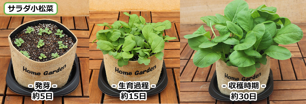 Dcm 超かんたん らくらく栽培セット 商品カテゴリー ガーデニング 商品紹介 dcm Dcm 超かんたん らくらく栽培セット 商品カテゴリー ガーデニング 商品紹介 dcm
