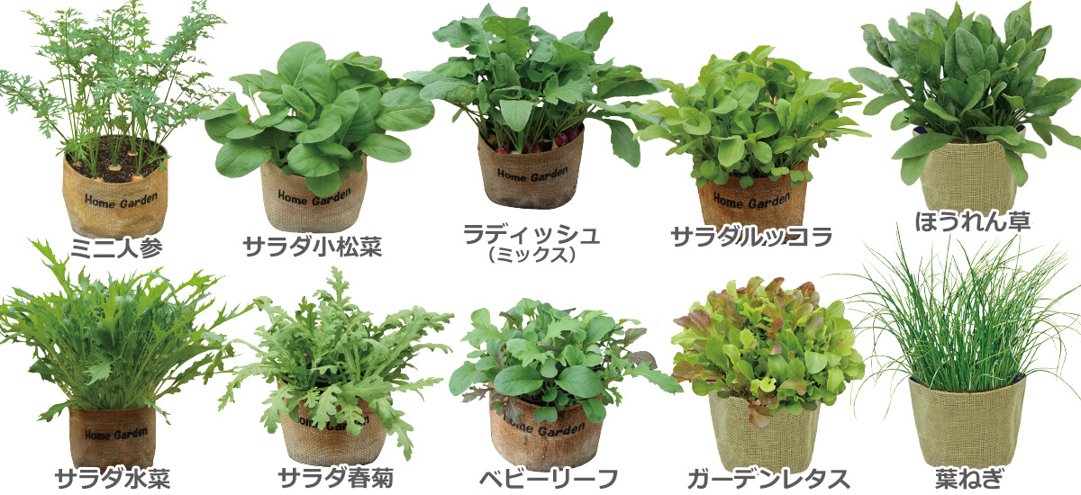 Dcm 超かんたん らくらく栽培セット 商品カテゴリー ガーデニング 商品紹介 dcm Dcm 超かんたん らくらく栽培セット 商品カテゴリー ガーデニング 商品紹介 dcm