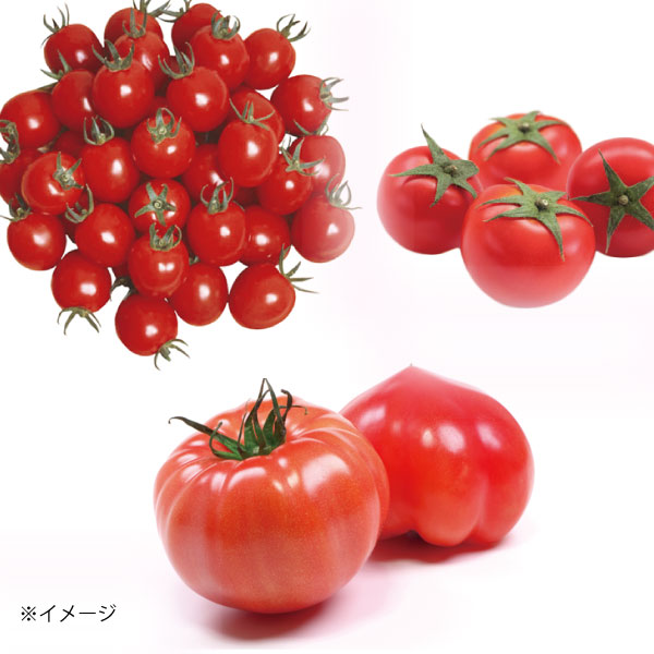 美味しくてたくさん収穫できるトマト
