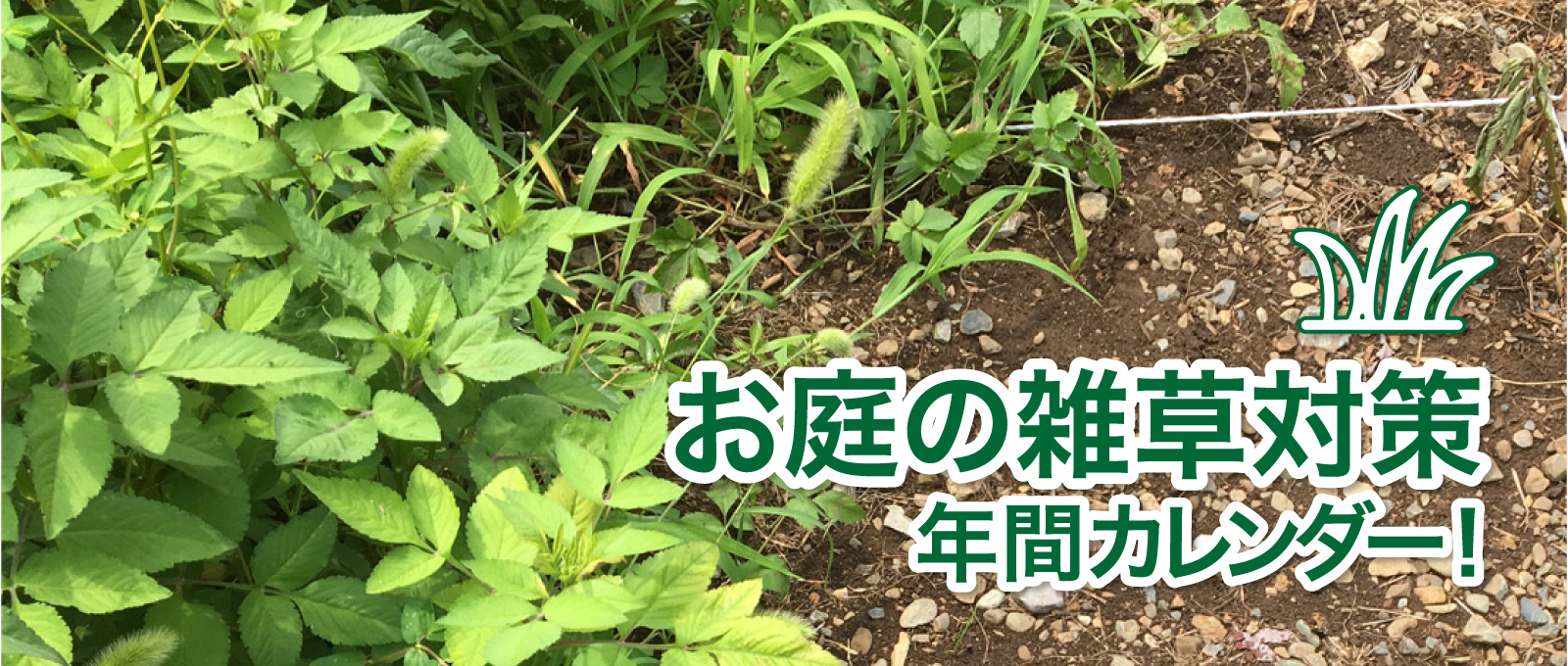 お庭の雑草対策　除草剤・防草シートなど、時期に応じた対策を徹底解説