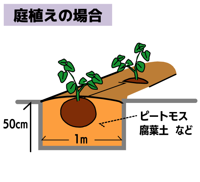庭植えの場合