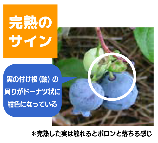 完熟のサイン