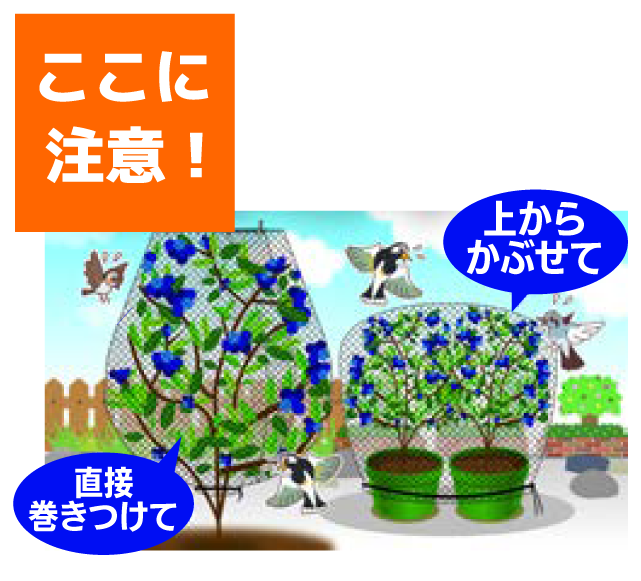 防鳥