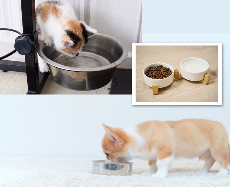 ペットの水分補給の方法