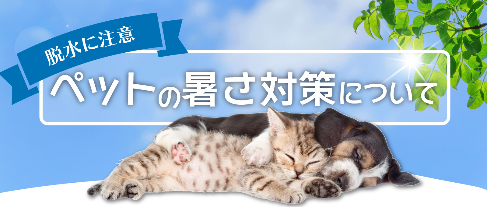 ペットの暑さ対策について