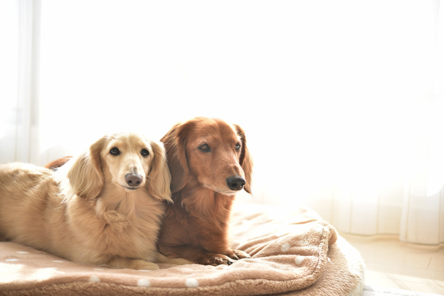 犬だけのお留守番は難しい