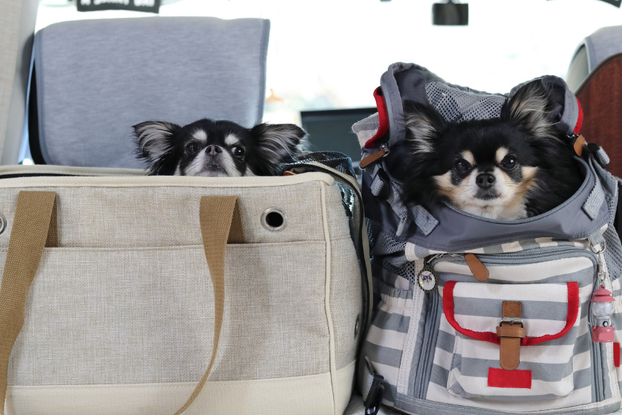 犬とのお出かけを快適にするために