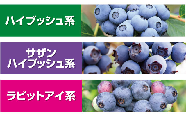 ブルーベリー苗の種類について