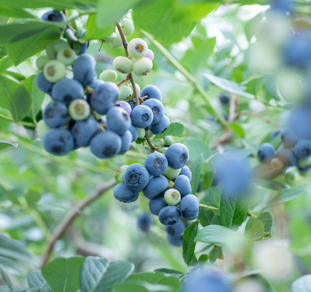 ブルーベリーに肥料を与える時期