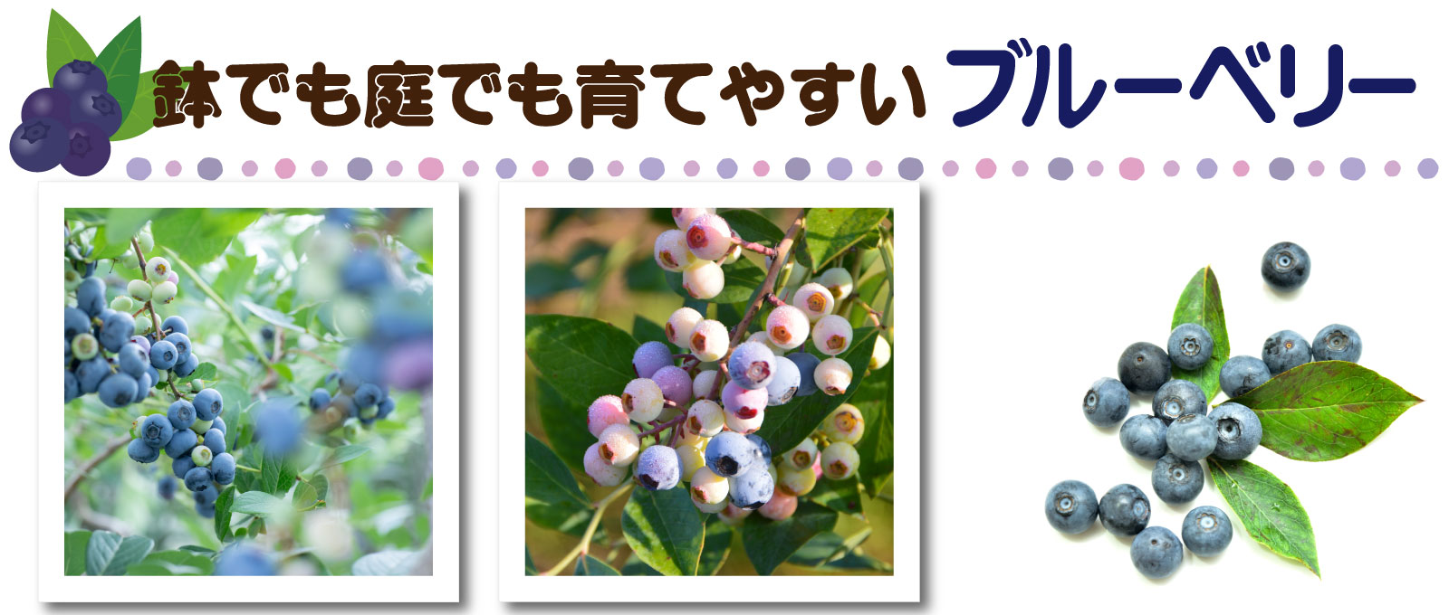 鉢でも庭でも育てやすい【ブルーベリー】　～品種・肥料を与える時期・収穫のタイミング～